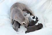 adorable chihuahua puppies for homes Klamath Falls