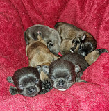 beautiful chihuahua puppies ready to go now Yukon