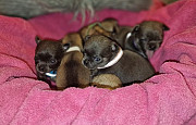 lovely chihuahua puppies ready to go now Sapulpa