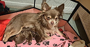 teacup chihuahua puppies Bethany