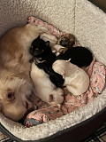 outstanding chihuahua puppies ready to go now Darien