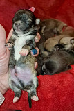 beautiful chihuahua puppies for homes Eagle Mountain