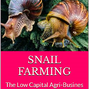 Snail Farming from Abeokuta