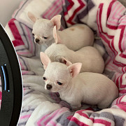 cute chihuahua puppies ready to go now Highland