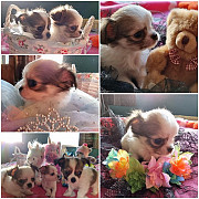 stunning chihuahua puppies ready to go now Henderson