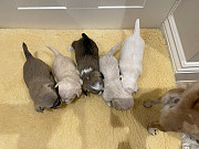 chihuahua puppies for homes Mason City