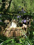 beautiful chihuahua puppies ready to go now Bryant
