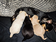 fantastic chihuahua puppies ready to go now Siloam Springs