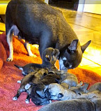 stunning chihuahua puppies ready to go now Forrest City