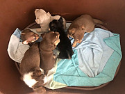 teacup chihuahua puppies ready to go now Lawrence