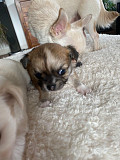 amazing teacup chihuahua puppies for homes Shawnee