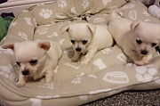 chihuahua puppies for homes Meridian