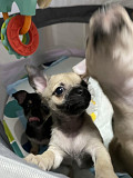 cute chihuahua puppies for homes Clinton