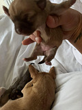 lovely chihuahua puppies seeking homes South Valley