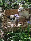 beautiful teacup chihuahua puppies for homes Bellevue