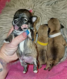 lovely teacup chihuahua puppies for homes Norfolk