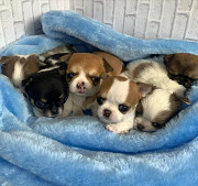 cute chihuahua puppies seeking homes Clarksburg