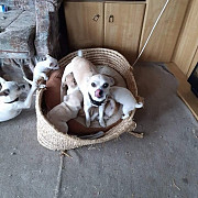 chihuahua puppies ready to go now 'Ewa Gentry
