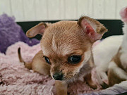 adorable chihuahua puppies ready to go now Kahului
