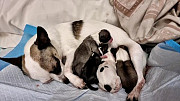 chihuahua puppies for homes Bangor