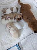 amazing chihuahua puppies seeking homes Woonsocket