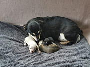 amazing chihuahua puppies ready to go now Smithfield