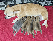 lovely chihuahua puppies ready to go now Newark