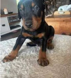 Doberman puppy Madison