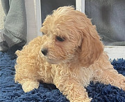 Cockapoo puppies for sale from London