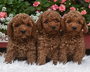 Cockapoo puppies for sale from Dublin