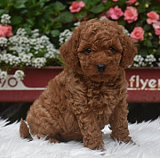 Cockapoo puppies for sale from Dublin