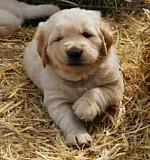 Golden retriever puppies for sale at affordable price Harrisburg