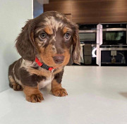 Awesomely sweet male and female Miniature Dachshund puppies Sacramento