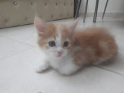 Cat for adoption Dubai