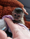 Rehome baby monkey Toronto