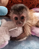 Rehome baby monkey Toronto