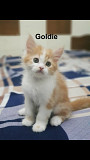 Baby cats availble for adoption from Dubai