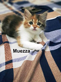 Baby cats availble for adoption from Dubai
