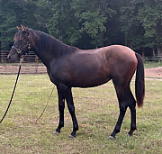 Harmony Bay Filly Horse For Sale Denver