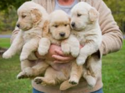 Dogs and puppies available for sale from Oklahoma City