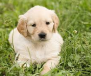 Dogs and puppies available for sale from Oklahoma City