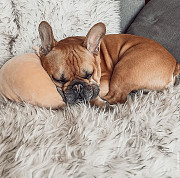French Bulldog for sale from Cheyenne