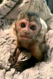 Capuchin monkey for sale. Cute  from Dunwoody