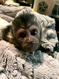 Capuchin monkey for sale. Cute  from Dunwoody