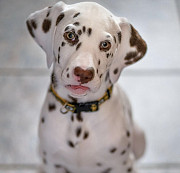 DALMATIAN PUPPIES from Auckland