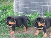 Special little Rottweiler puppies Denver