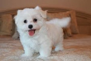 Adorable Maltese Puppy Denver