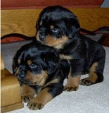 Sweet Rottweiler Puppies Denver