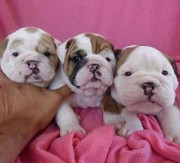 Male and Female English Bulldogs for Re-homing Denver
