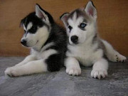 Siberian Husky Puppies For Sale Denver